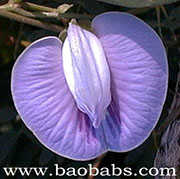 Centrosema virginianum